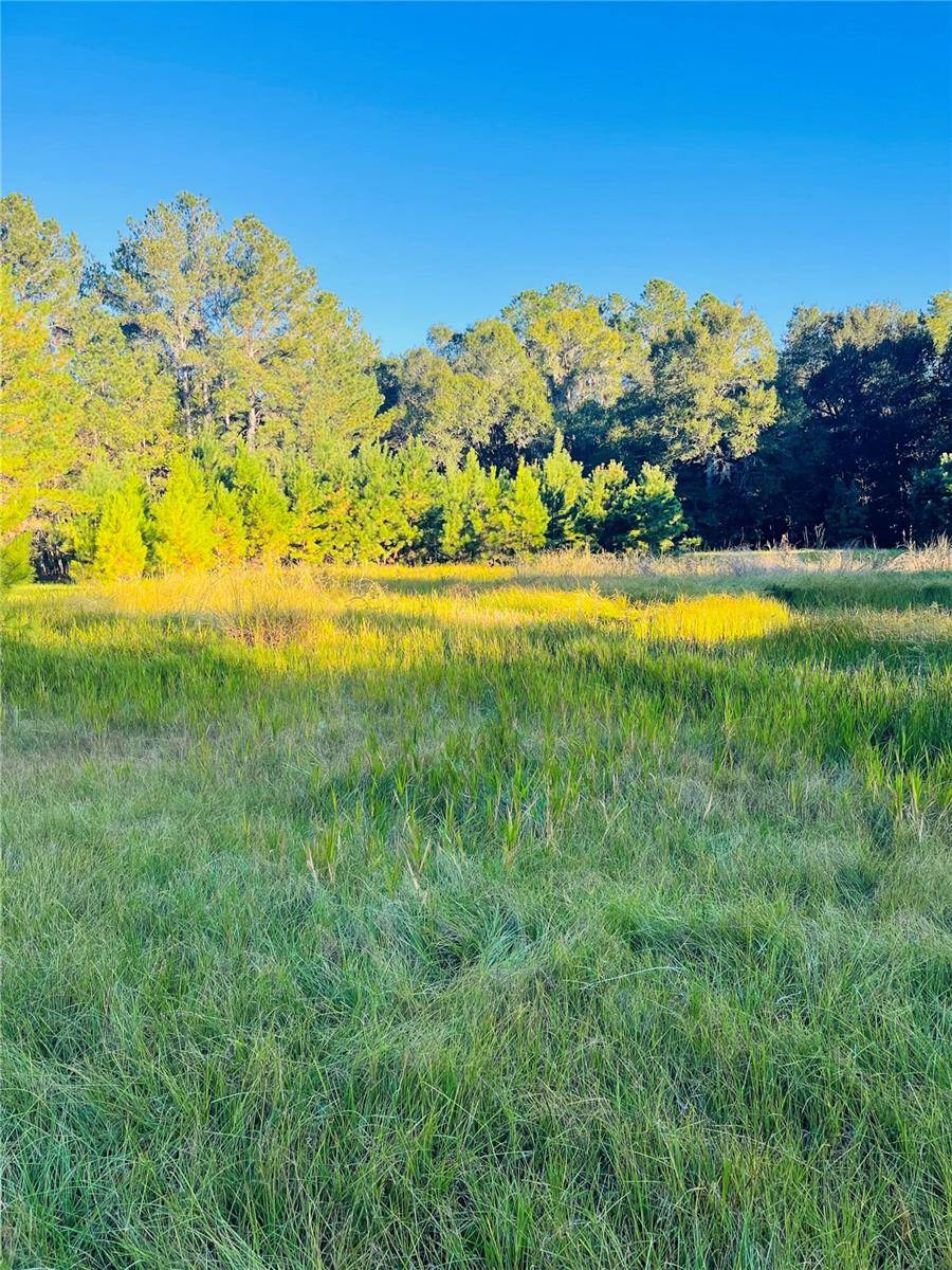 Reddick, FL 32686,00 W HWY 316
