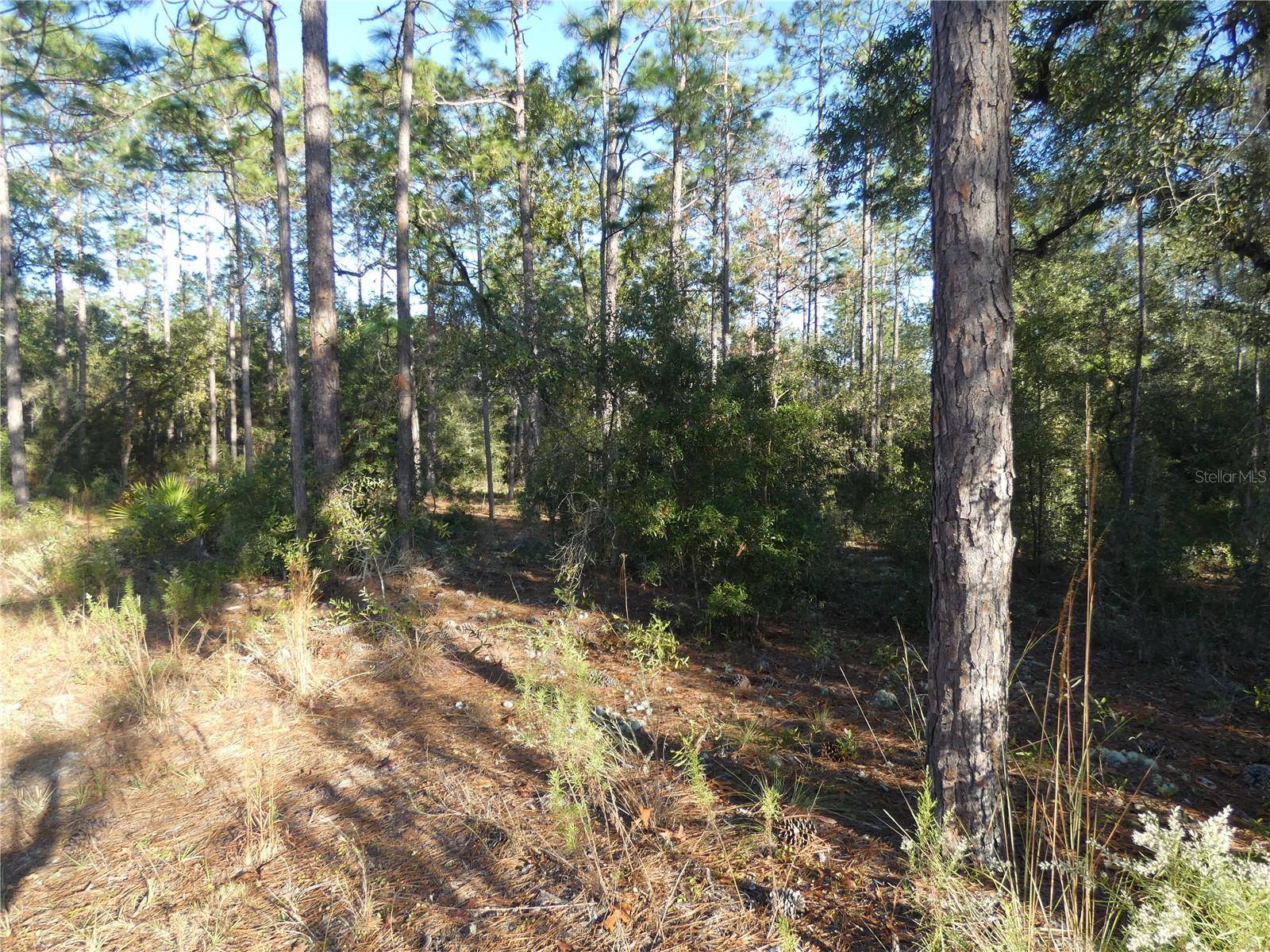 Dunnellon, FL 34431,LOT 31 SW 93 LANE RD #DUNNELLON