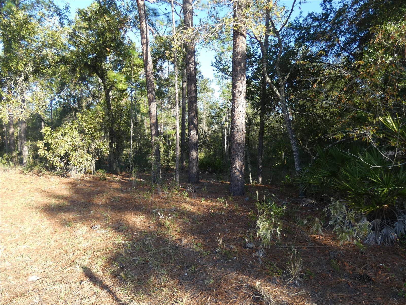 Dunnellon, FL 34431,LOT 31 SW 93 LANE RD #DUNNELLON