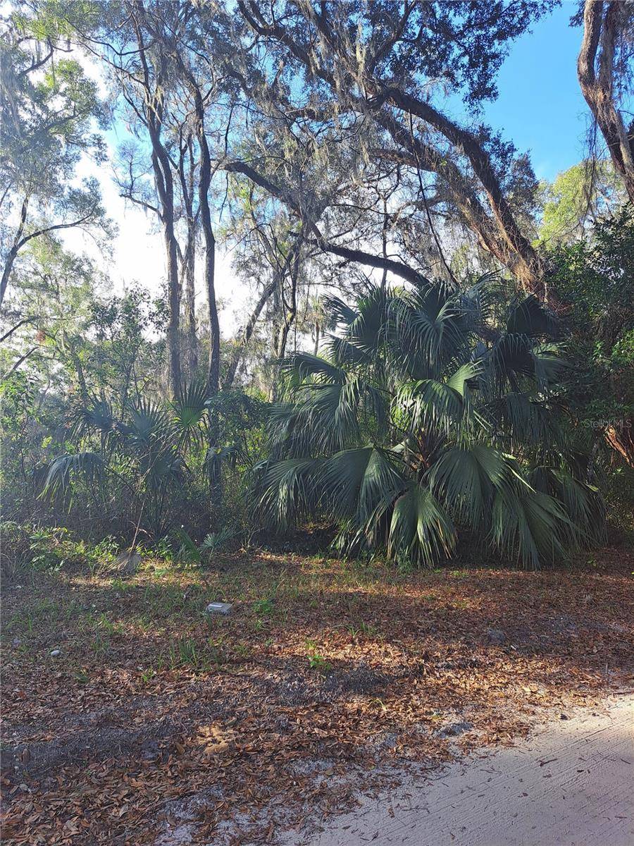 Anthony, FL 32617,0 NE 142 PL