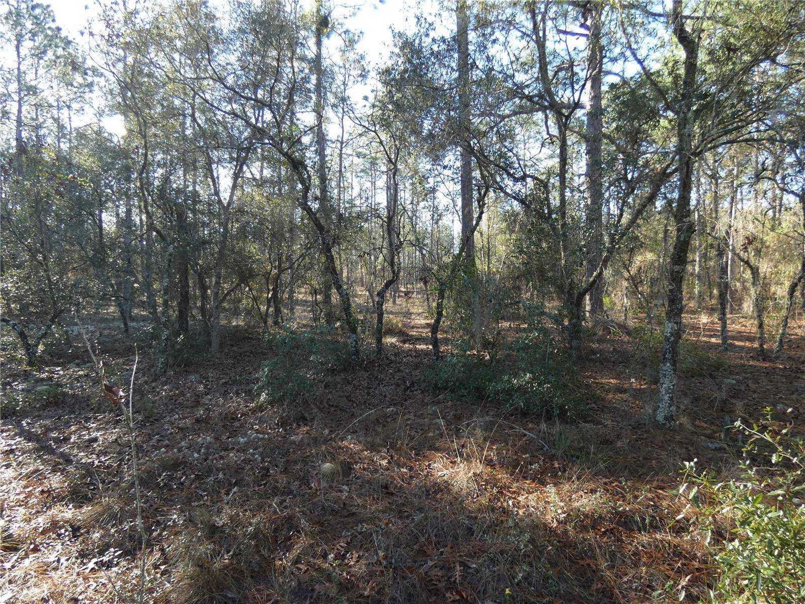 Dunnellon, FL 34432,Lot 13 SW NEPTUNE BLVD