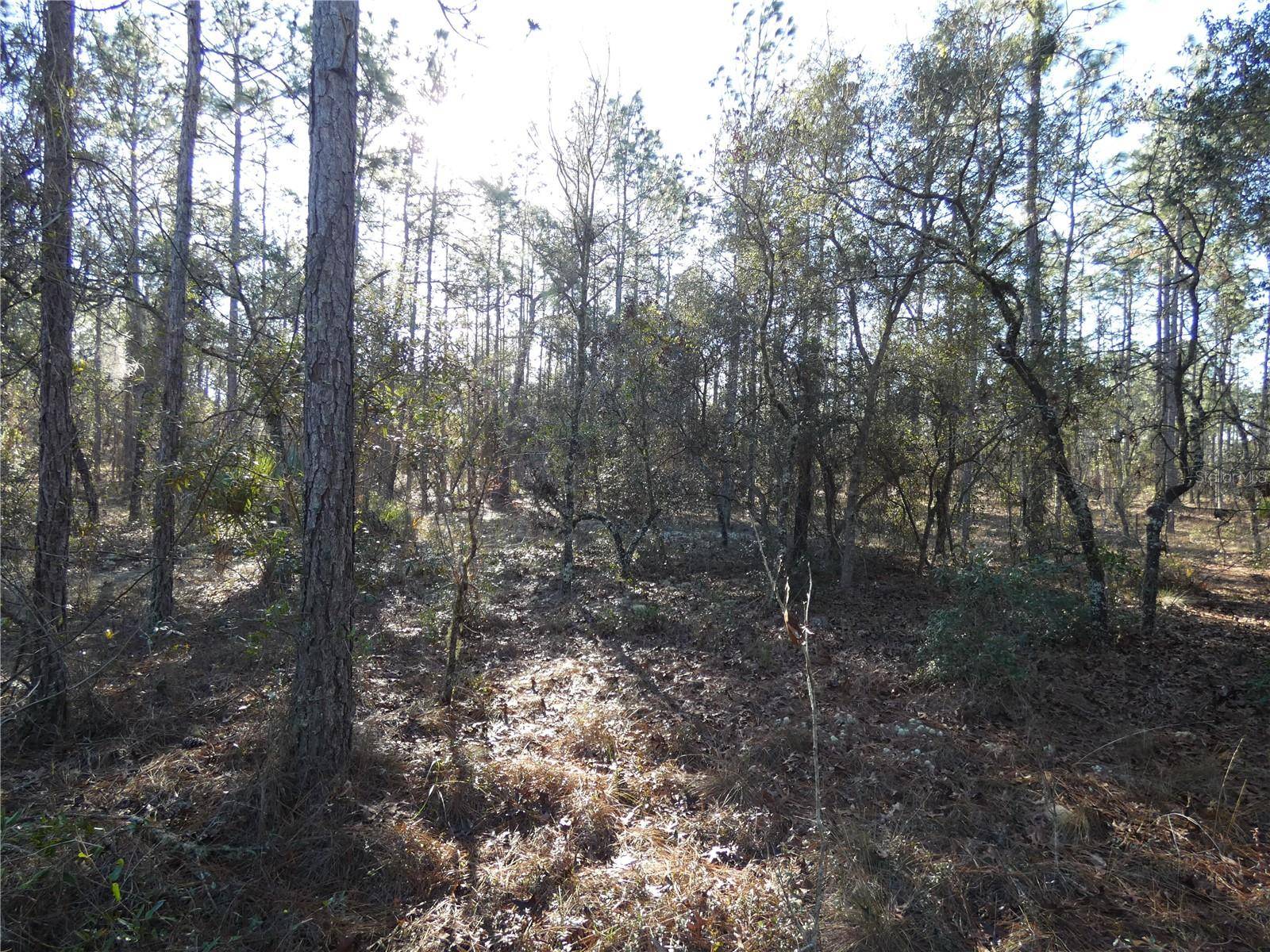 Dunnellon, FL 34432,Lot 13 SW NEPTUNE BLVD