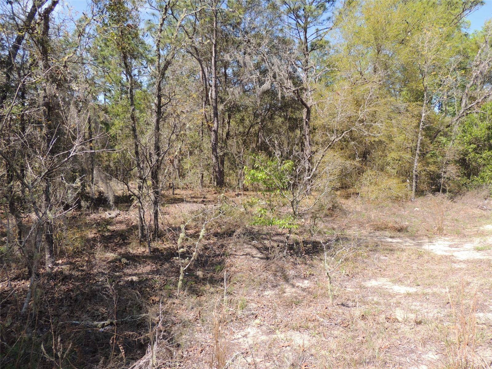 Williston, FL 32696,tbd NE 12TH LANE & 157TH TER