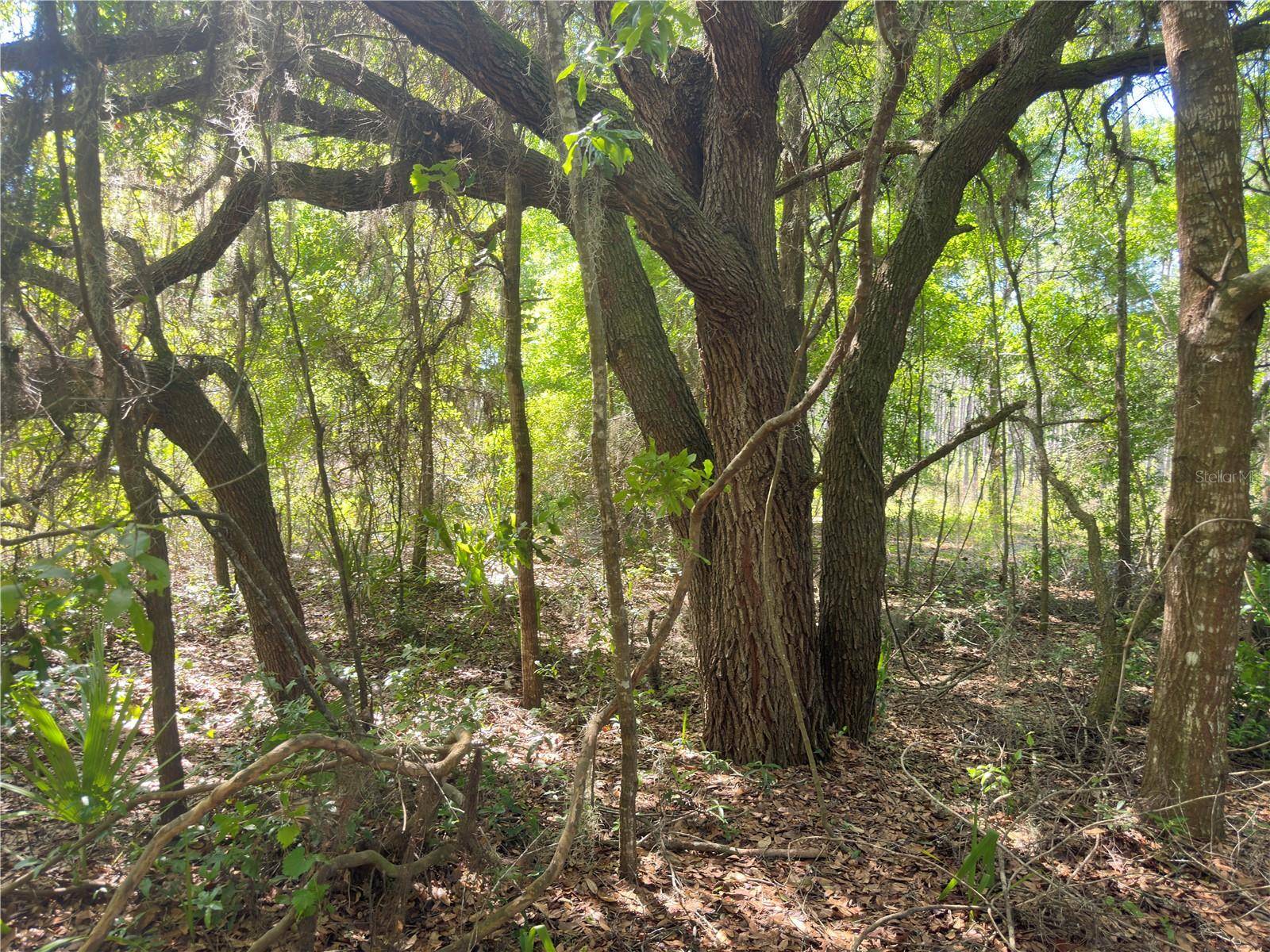 Ocklawaha, FL 32179,LOT 09 MALAUKA LOOP