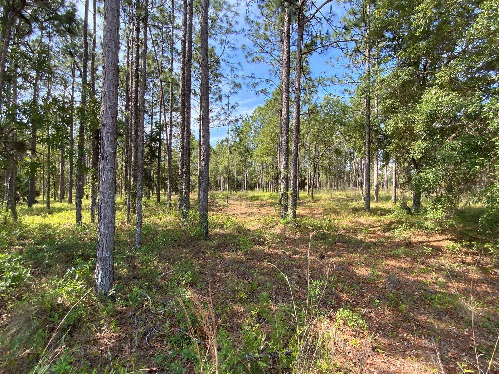 Morriston, FL 32668,TBD SE 78TH ST