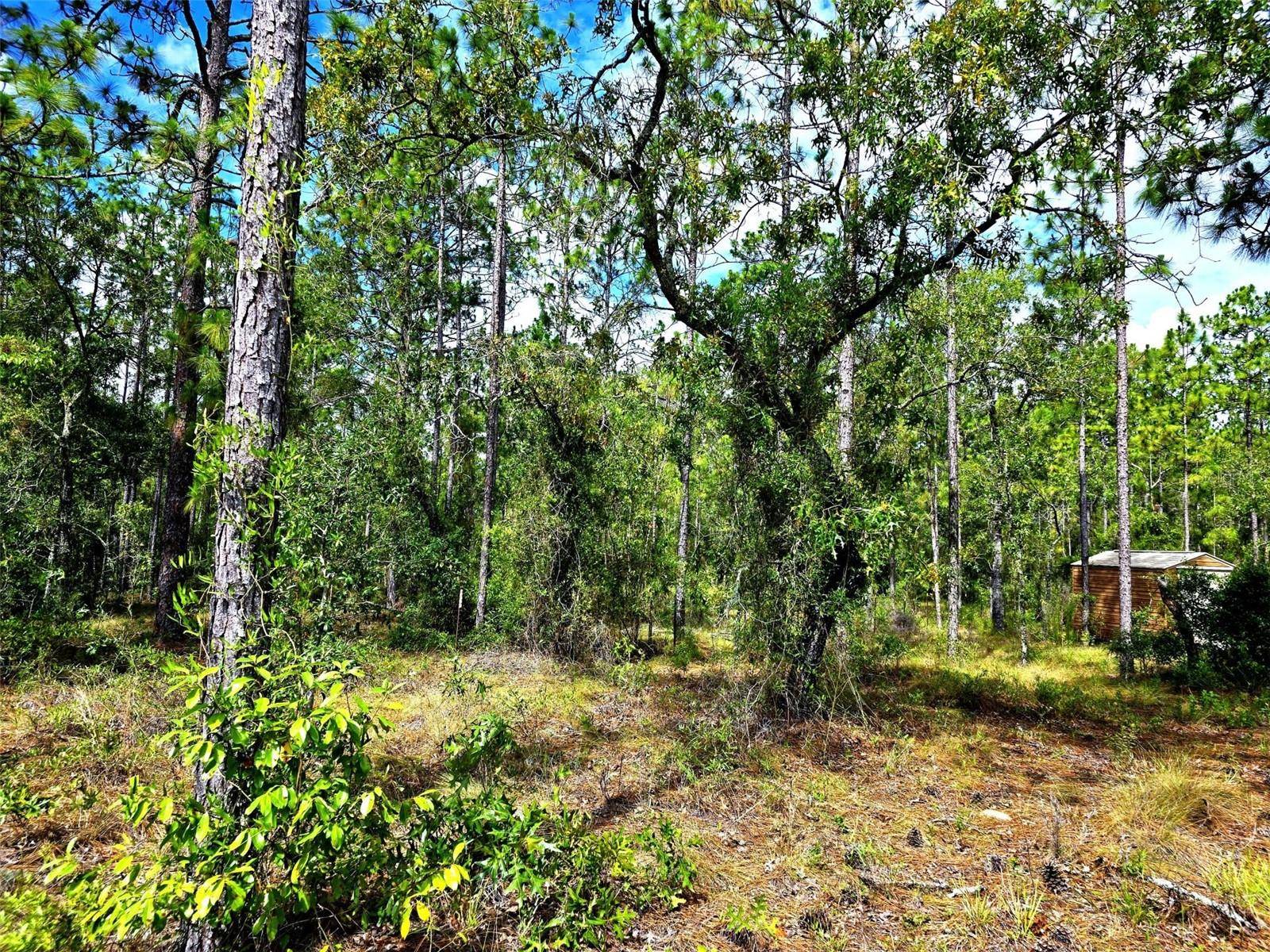 Morriston, FL 32668,00 SE 21ST PL