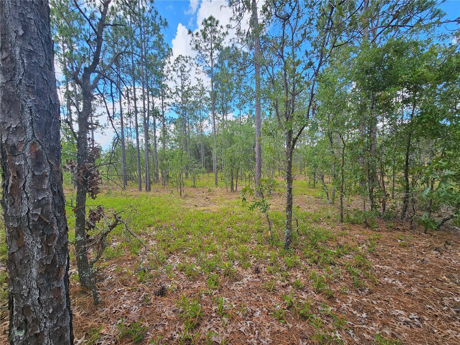 Morriston, FL 32668,SE 73RD LN