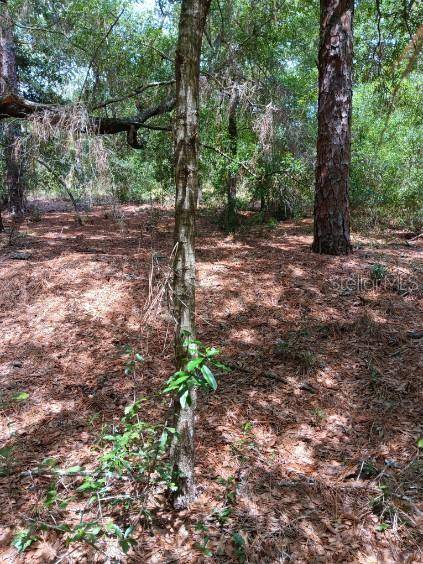 Dunnellon, FL 34431,00 SW 206TH COURT ROAD