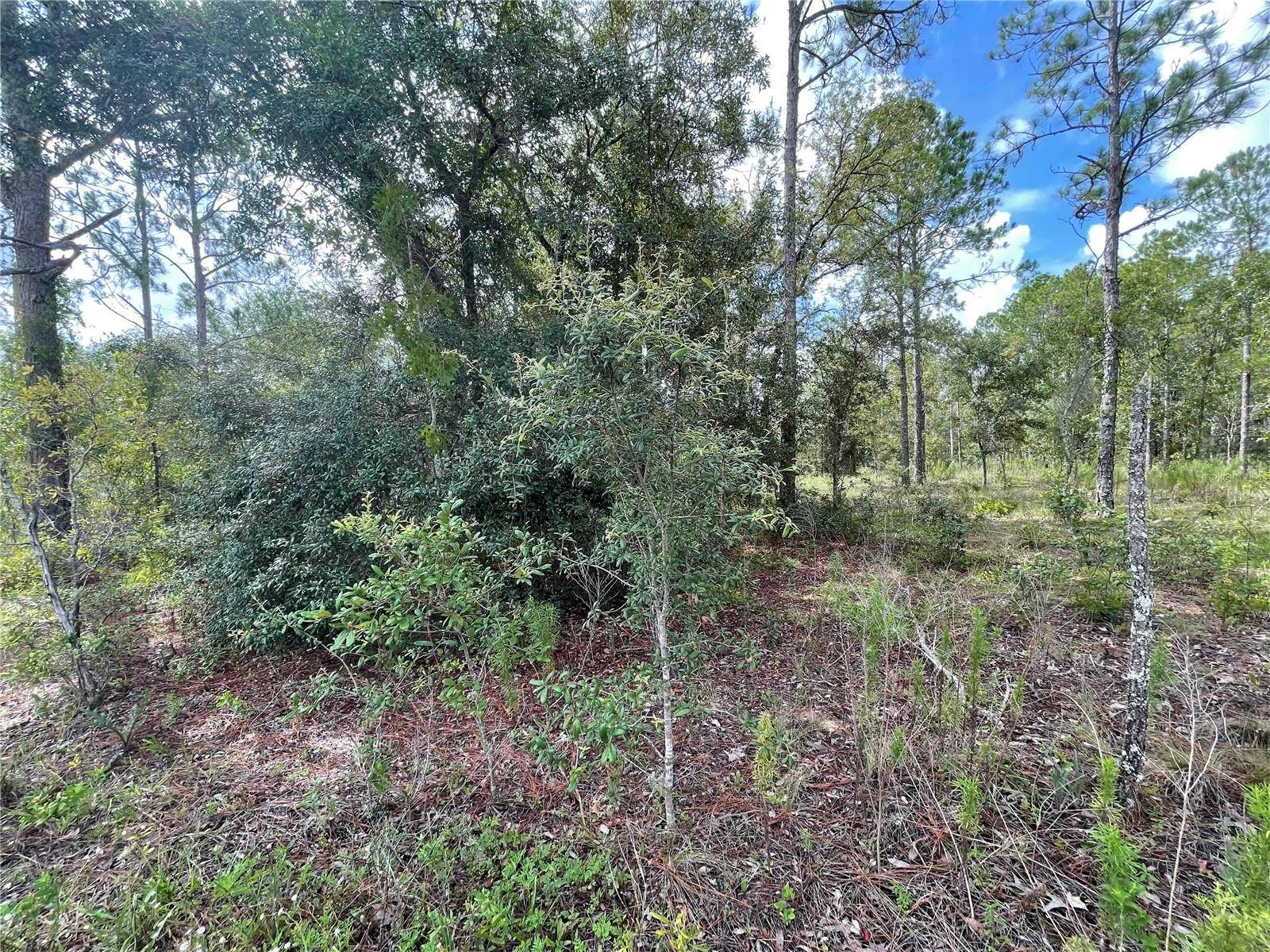 Morriston, FL 32668,Lot 21 SE 21 ST