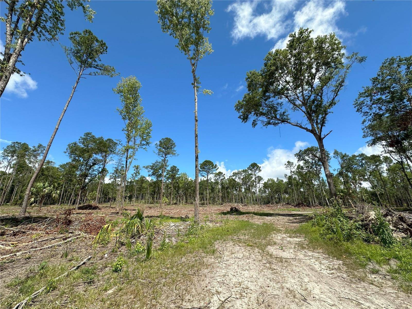 Micanopy, FL 32667,125ac NW 193RD ST