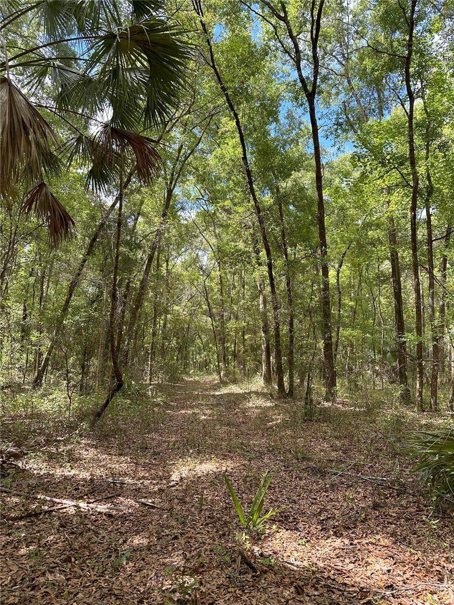 Reddick, FL 32686,159ac W HWY 318