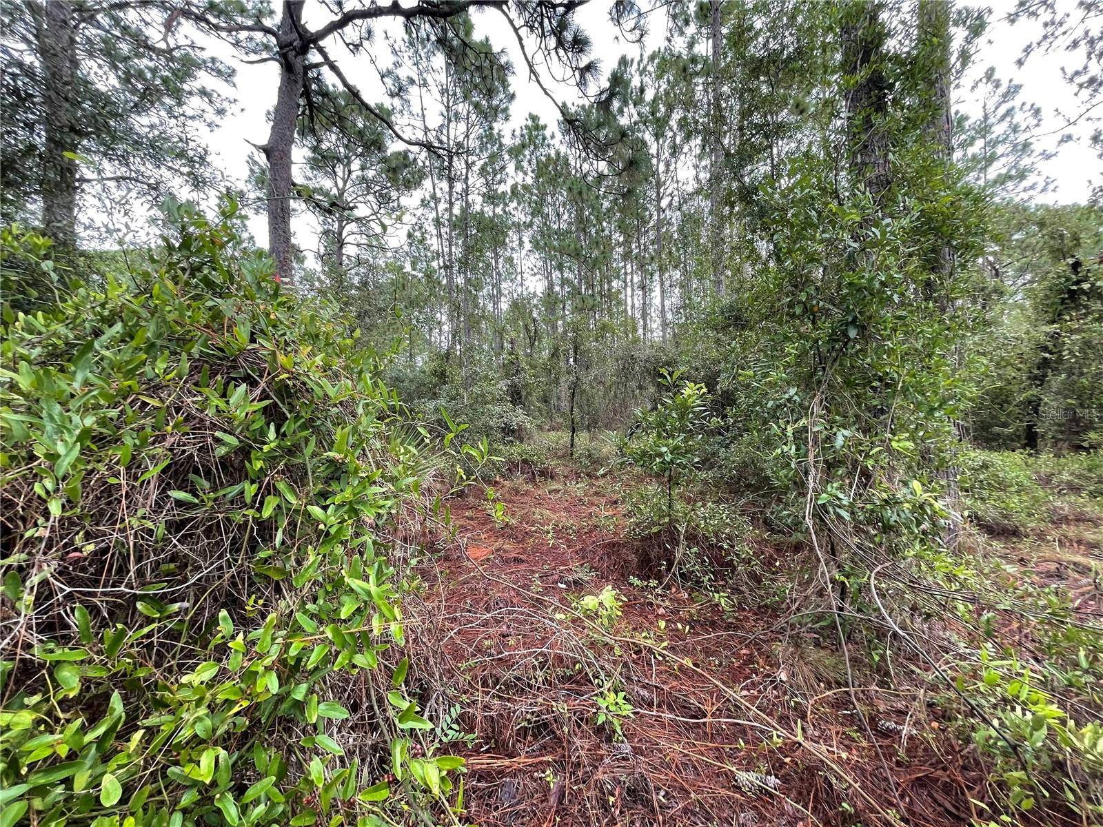 Morriston, FL 32668,Lot 8 SE 21 PL
