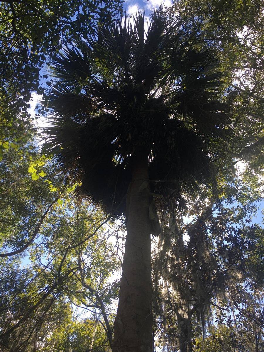 Inverness, FL 34450,2350 LAKE TSALA APOPKA ST