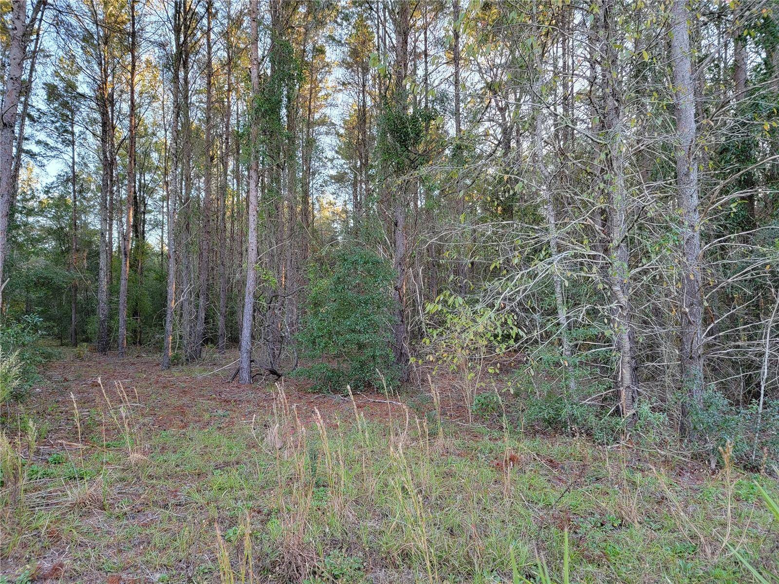 Archer, FL 32618,0 NE 105TH ST