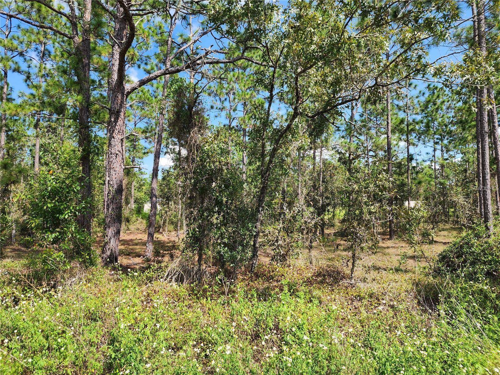 Dunnellon, FL 34431,TBD SW RIDGEWOOD RD