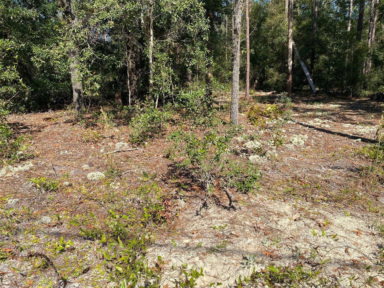 Dunnellon, FL 34431,TBD LAKELAND HEIGHTS AVE