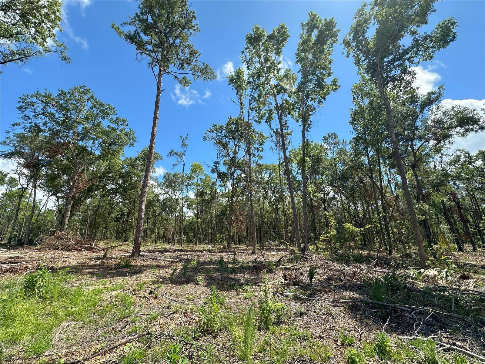 Micanopy, FL 32667,62ac NW 193RD ST