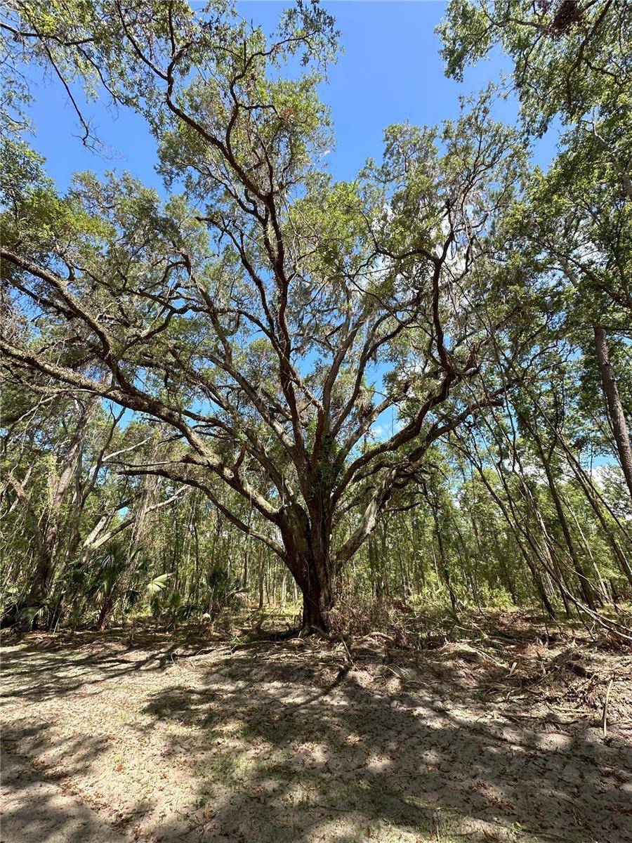 Micanopy, FL 32667,62ac NW 193RD ST