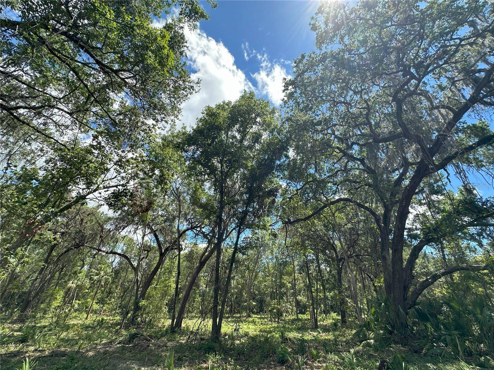 Micanopy, FL 32667,62ac NW 193RD ST