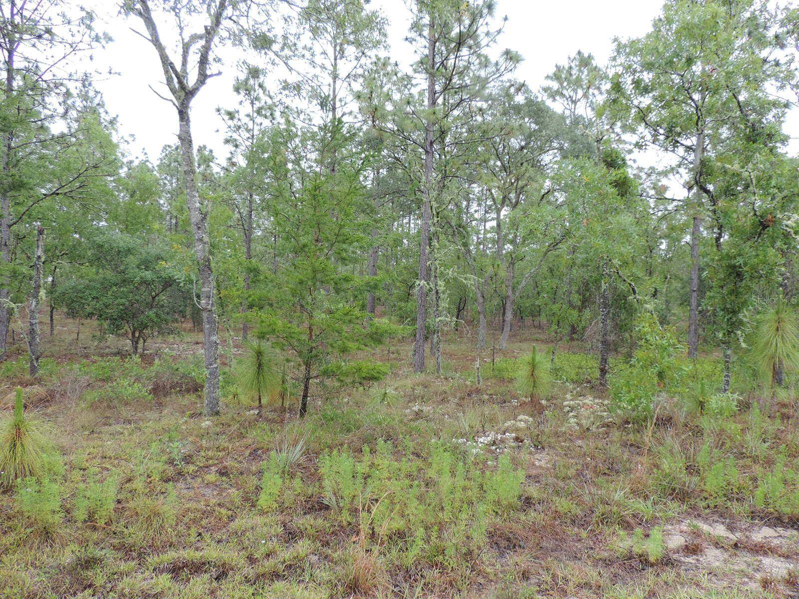 Dunnellon, FL 34431,TBD PONY RDG