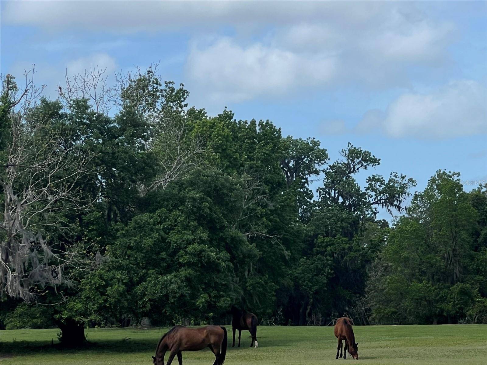 Reddick, FL 32686,TBD W HIGHWAY 329