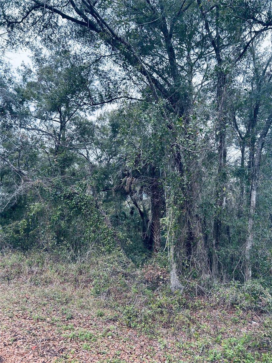 Dunnellon, FL 34432,TBA SW 97TH LOOP LOT 17