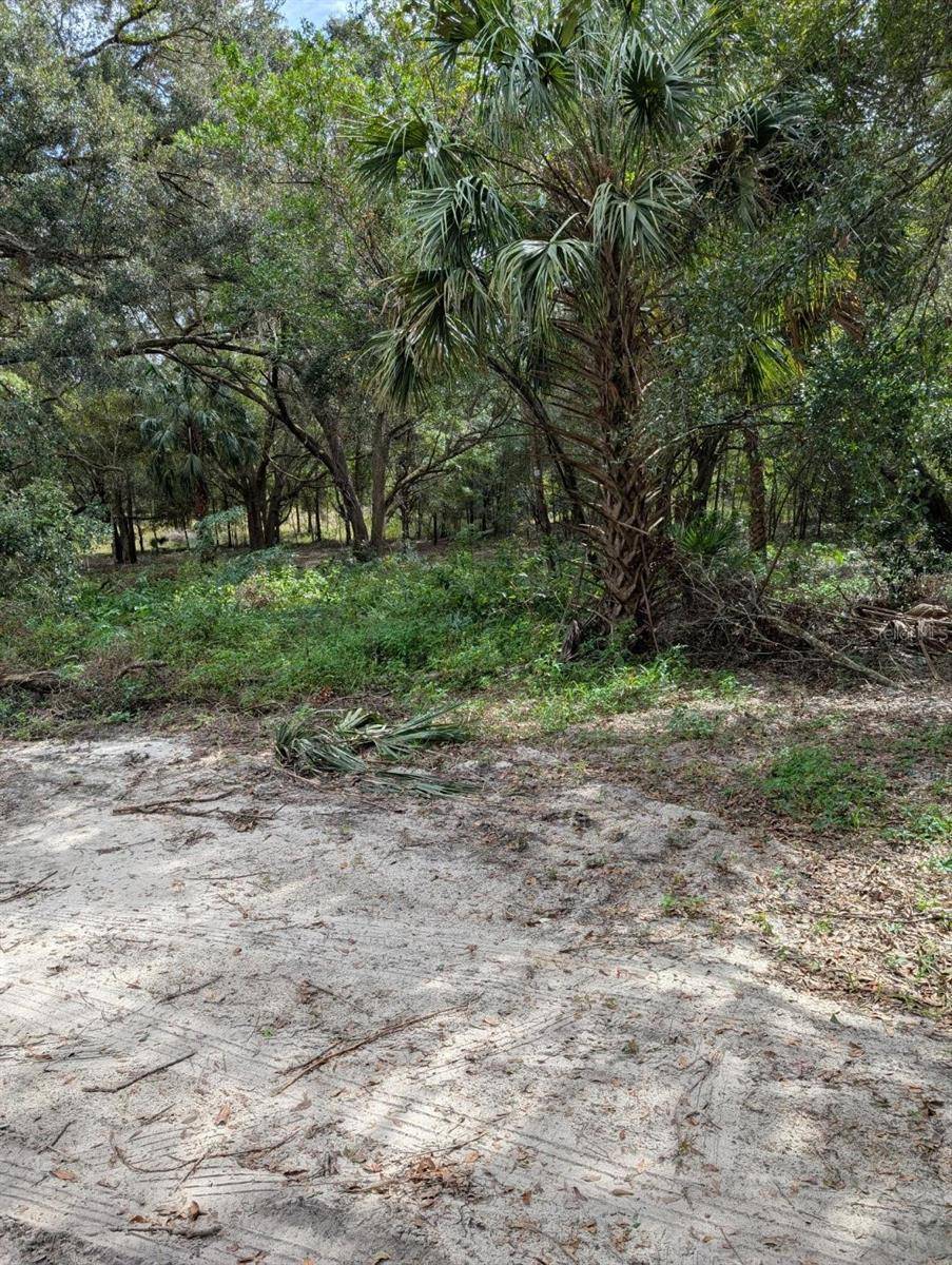 Weirsdale, FL 32195,0 SE 176TH PL