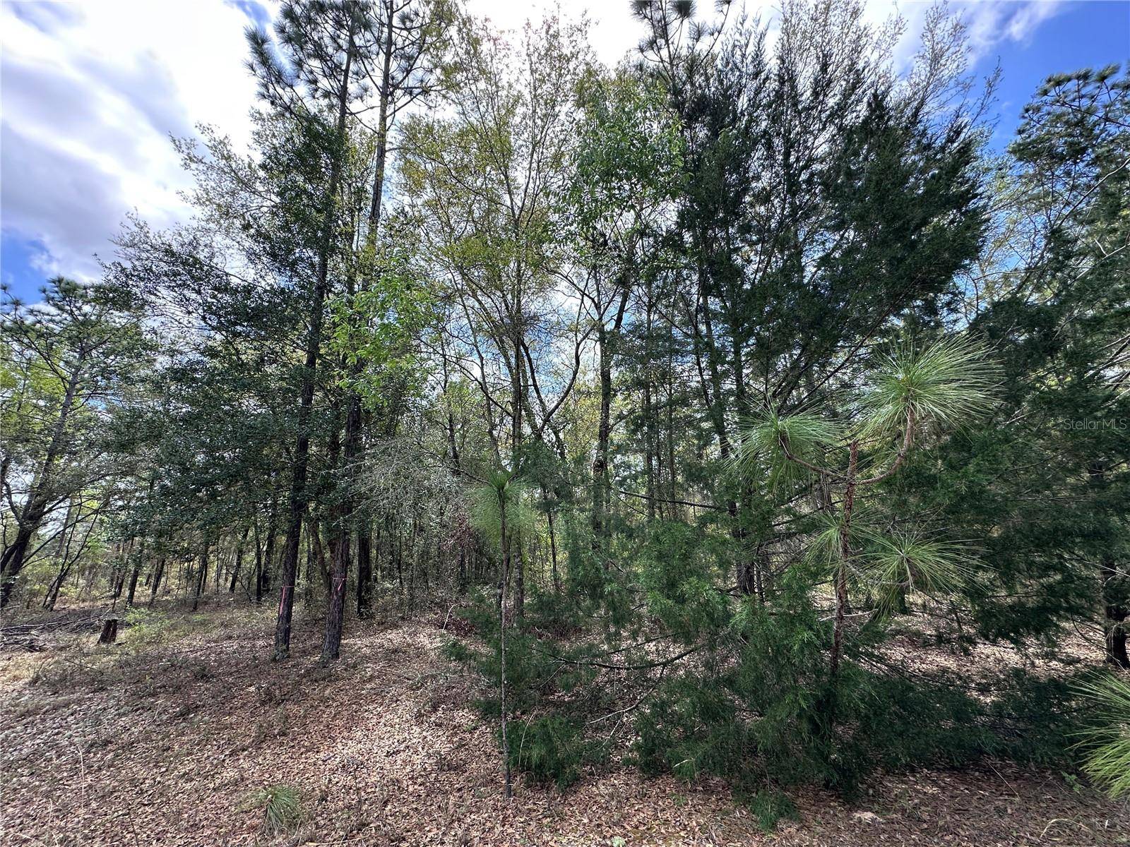 Williston, FL 32696,TBD NE 12TH LN