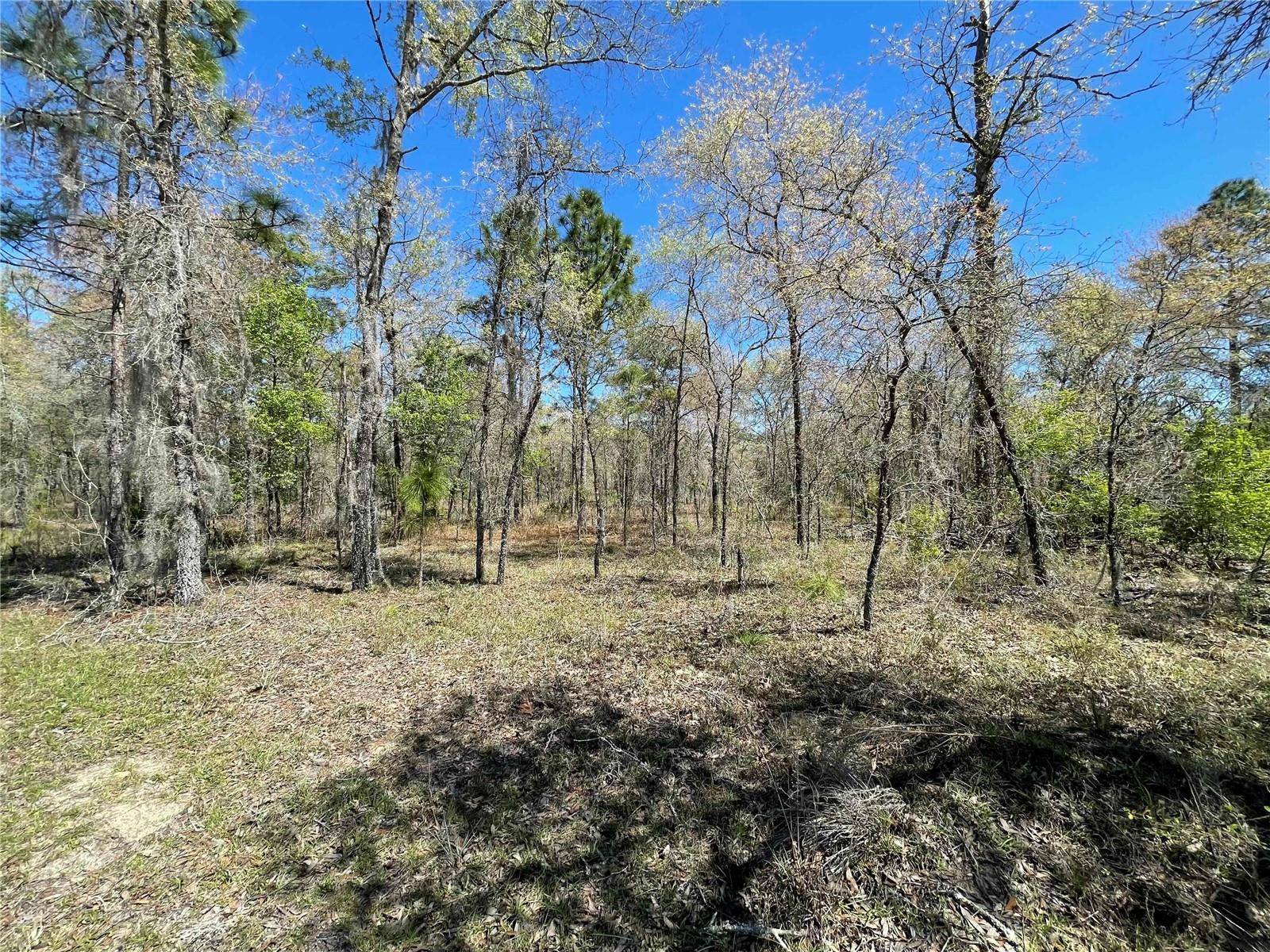 Morriston, FL 32668,Lot 12 SE 117 TER