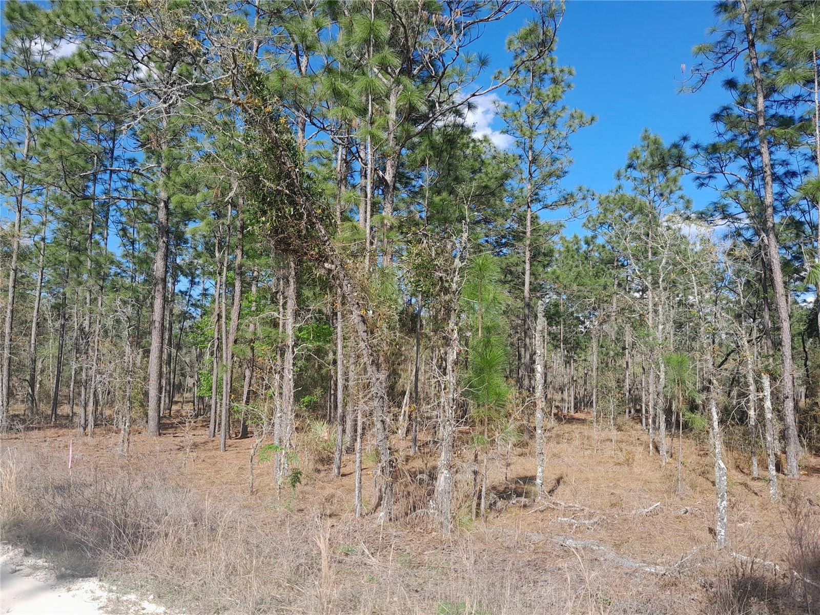 Williston, FL 32696,tbd NE 150TH AVE