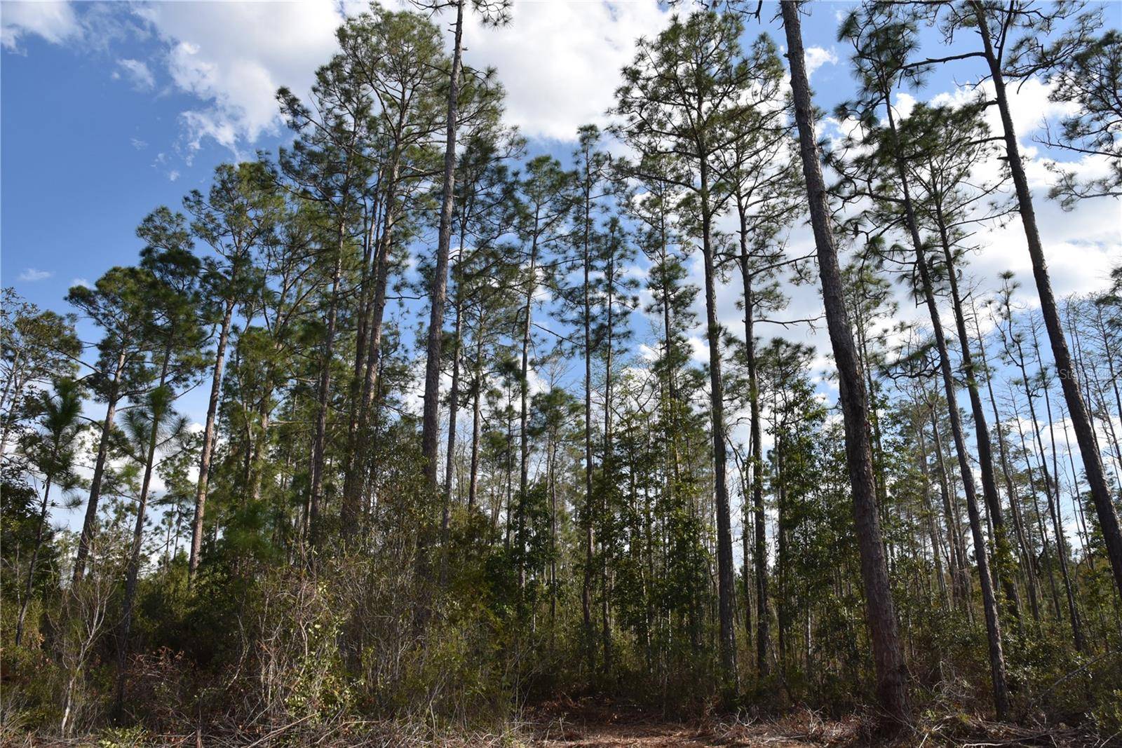 Palatka, FL 32177,OFF SUN GARDEN RD