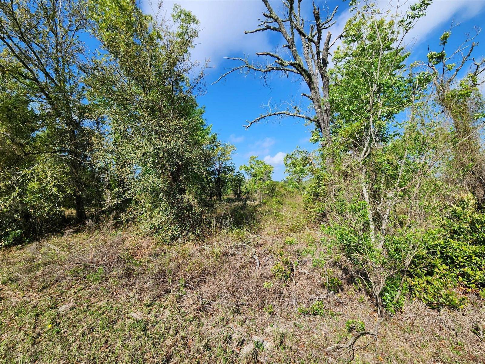Dunnellon, FL 34431,OXALIS CT.