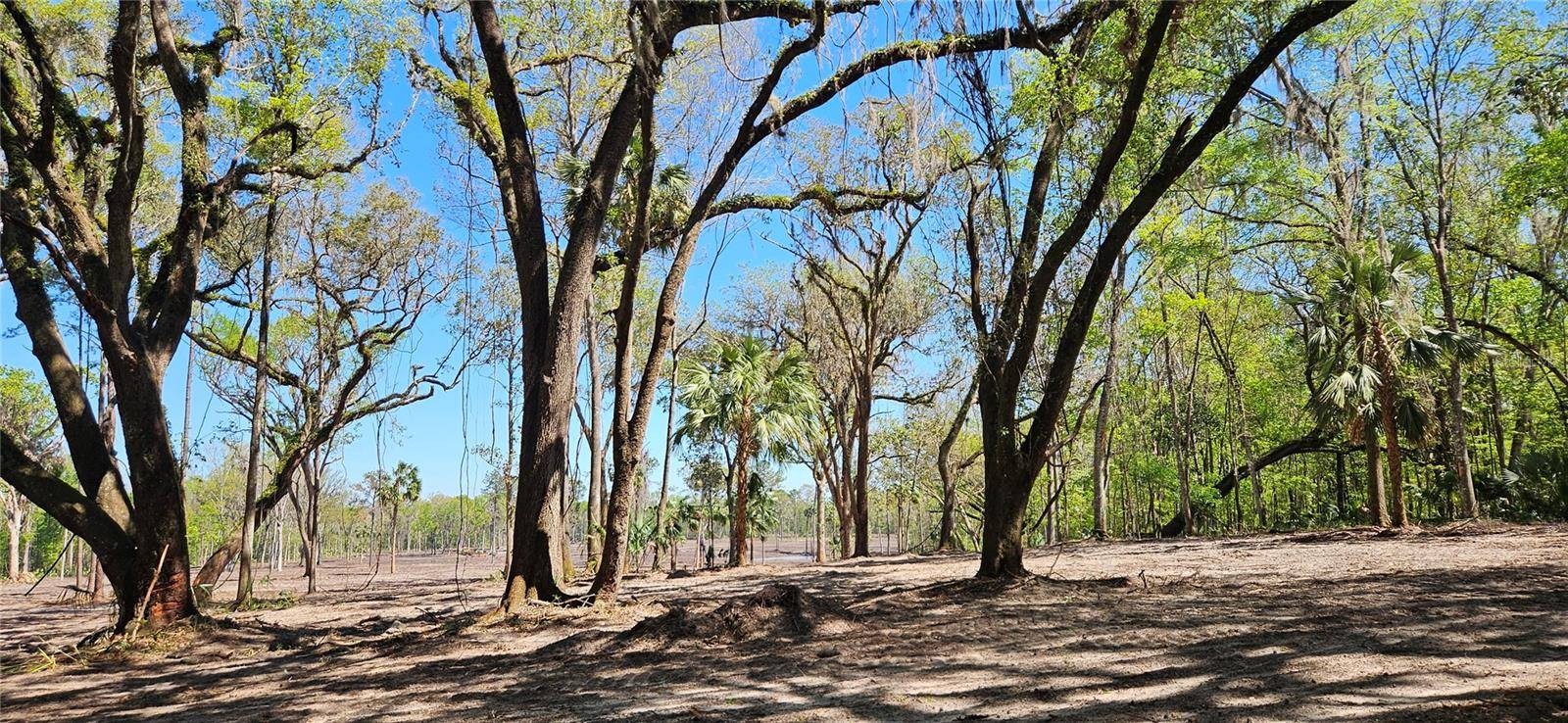 Micanopy, FL 32667,22ac NW 193RD ST