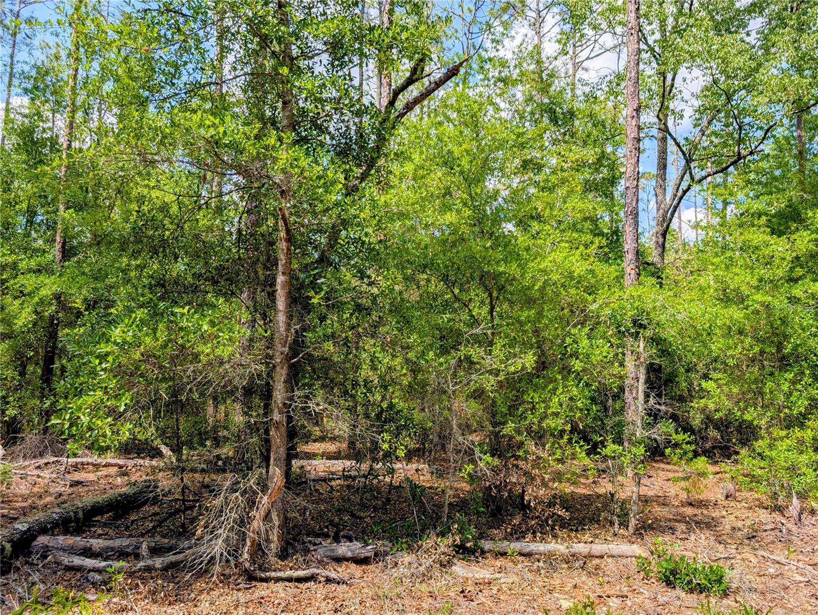 Dunnellon, FL 34431,TBD SW 93RD LANE