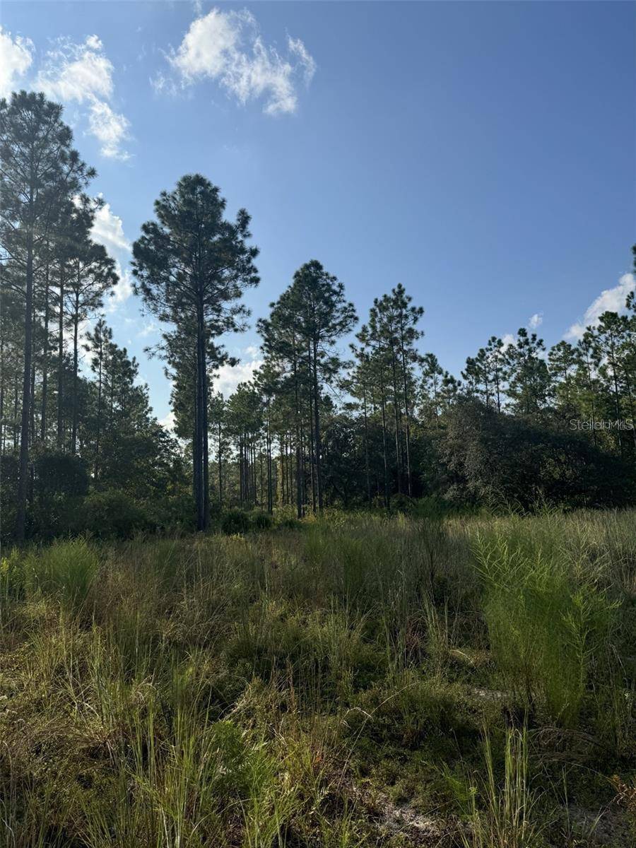 Fort Mc Coy, FL 32134,NE 150TH AVE RD #LOT 5