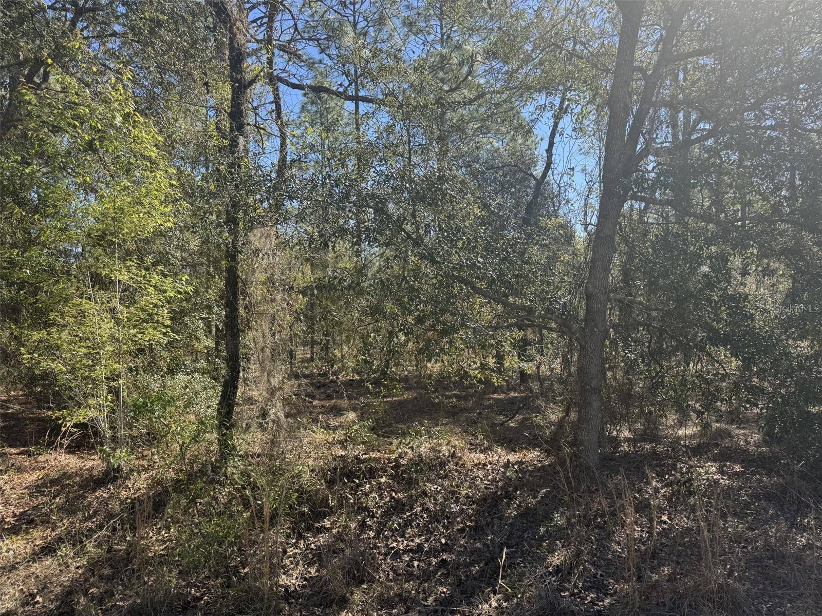 Dunnellon, FL 34431,TBD SMALLWOOD RD