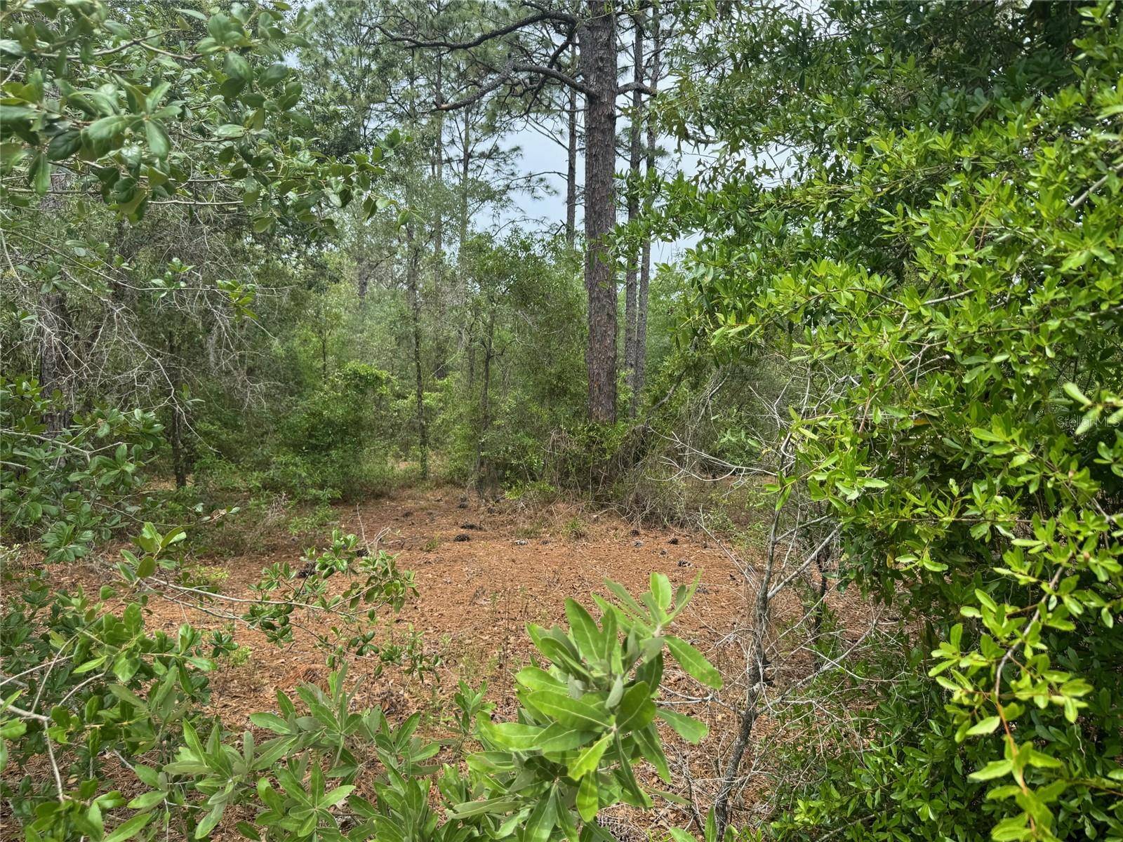 Dunnellon, FL 34431,SW FLORAL COURT LOT 12