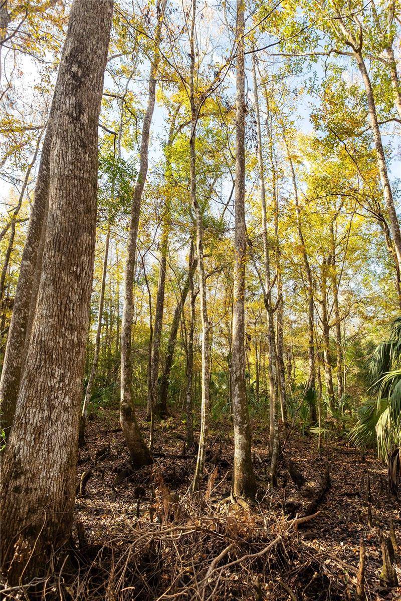 Gulf Hammock, FL 32639,00 CR 326
