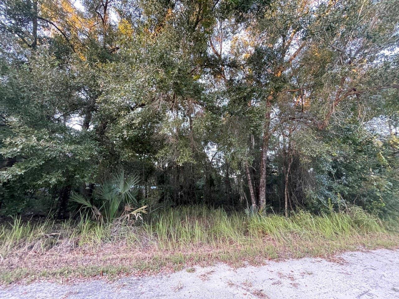 Salt Springs, FL 32134,NE 132ND ST