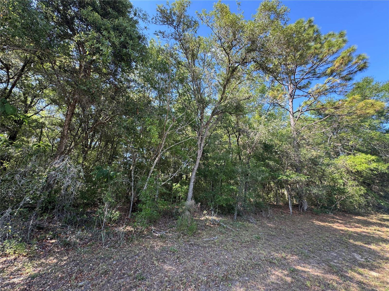 Citrus Springs, FL 34434,1567 W COUNTRY CLUB BLVD