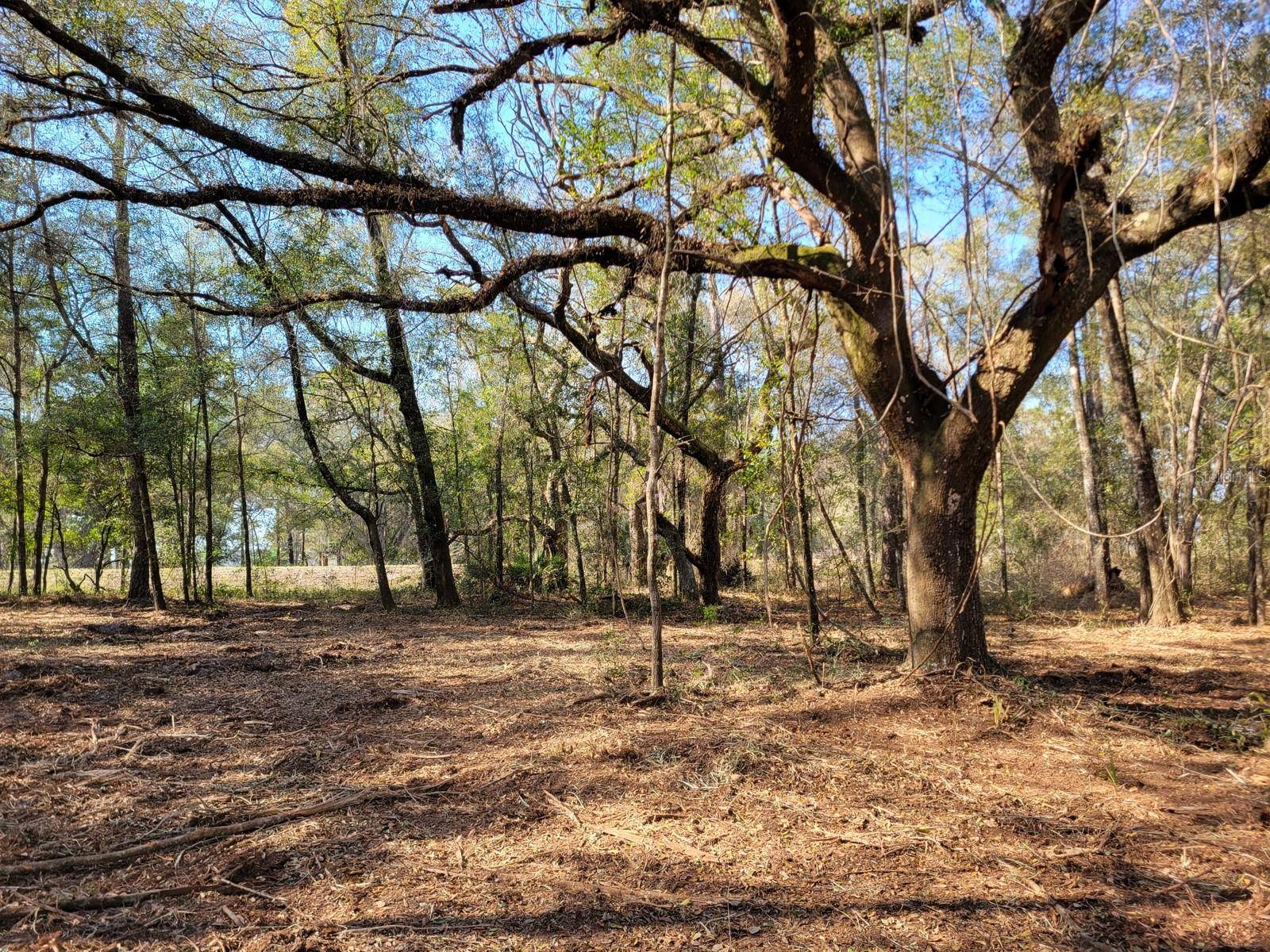 Fort Mc Coy, FL 32134,3.57ac NE 315 HWY #32