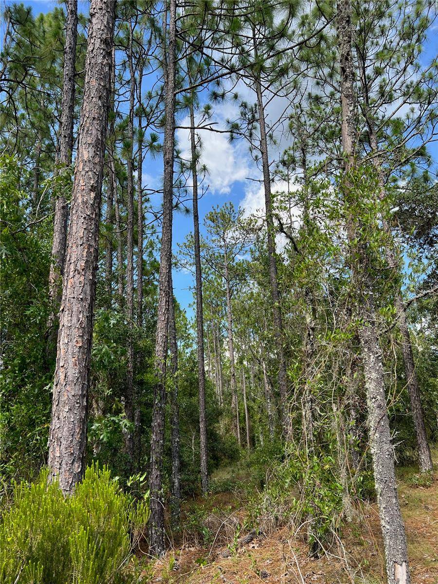 Williston, FL 32696,000 NE 138 AVE