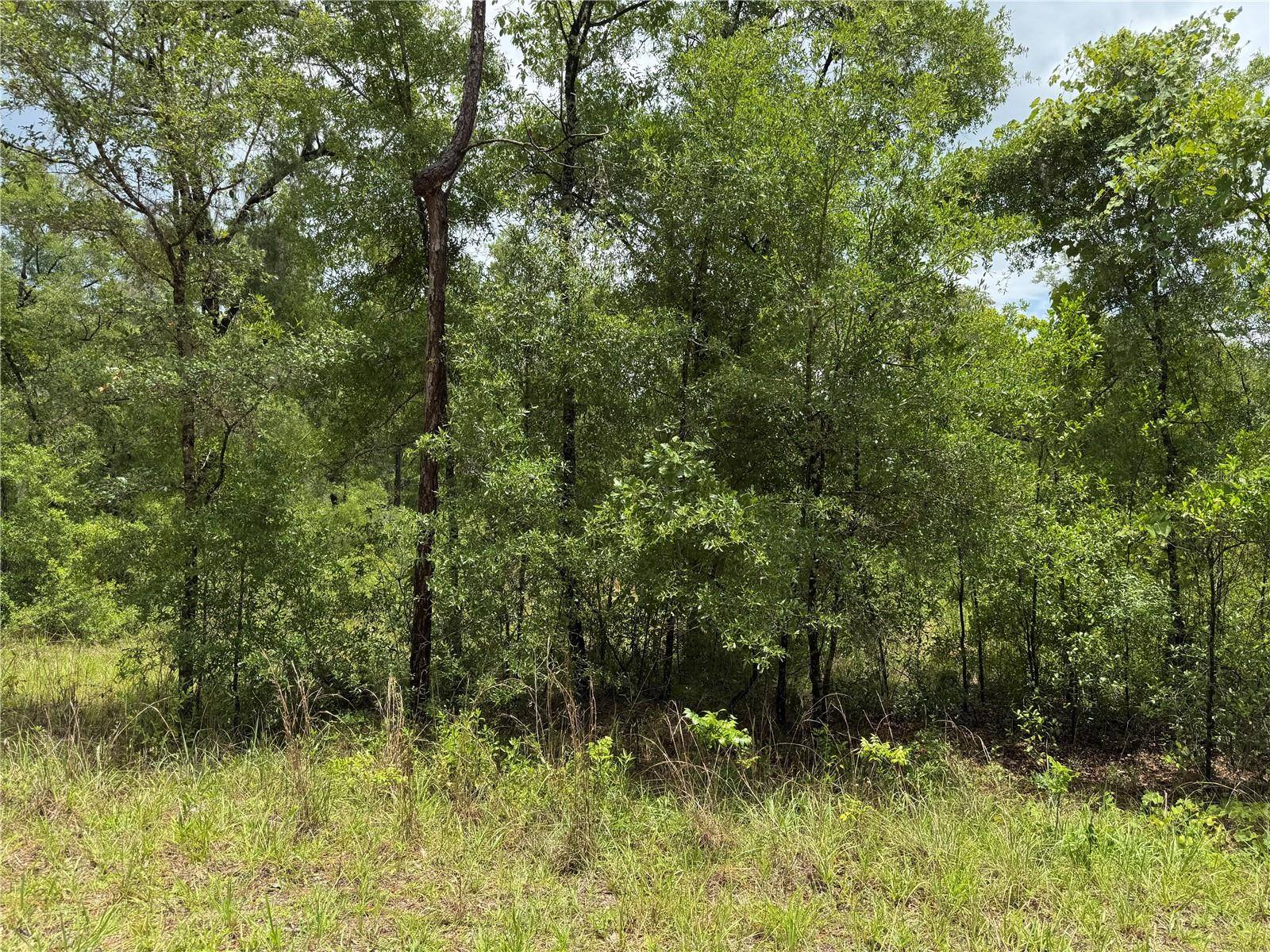 Williston, FL 32696,00 NE 9TH PL