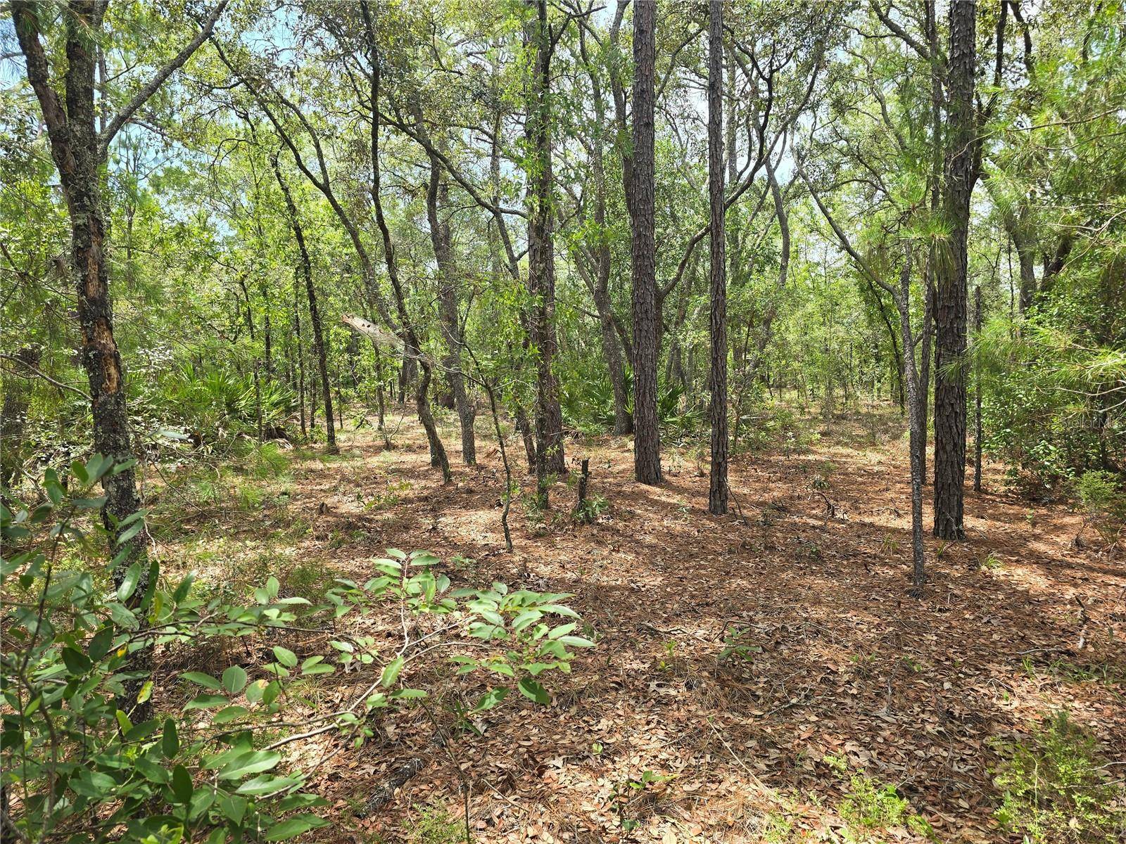 Dunnellon, FL 34433,6468 N BAYLOR TER