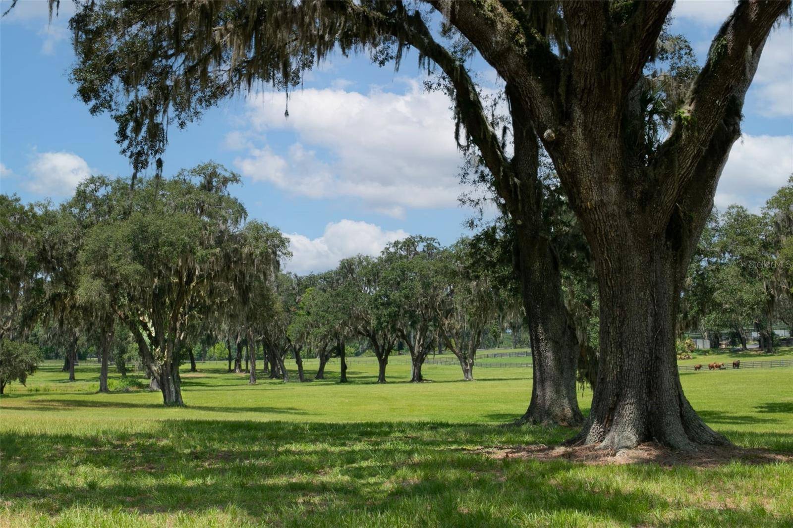 Summerfield, FL 34491,TBD SE 157TH STREET RD