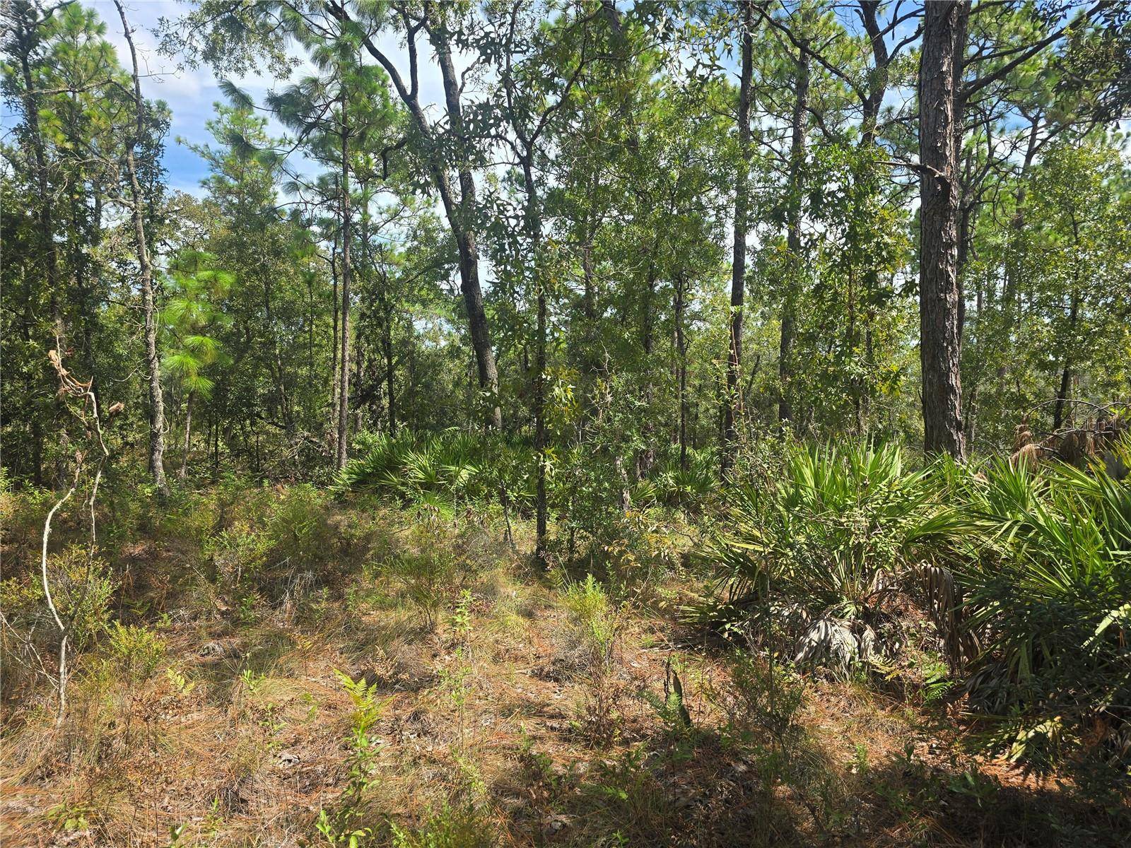 Dunnellon, FL 34434,7441 N JUNE TER