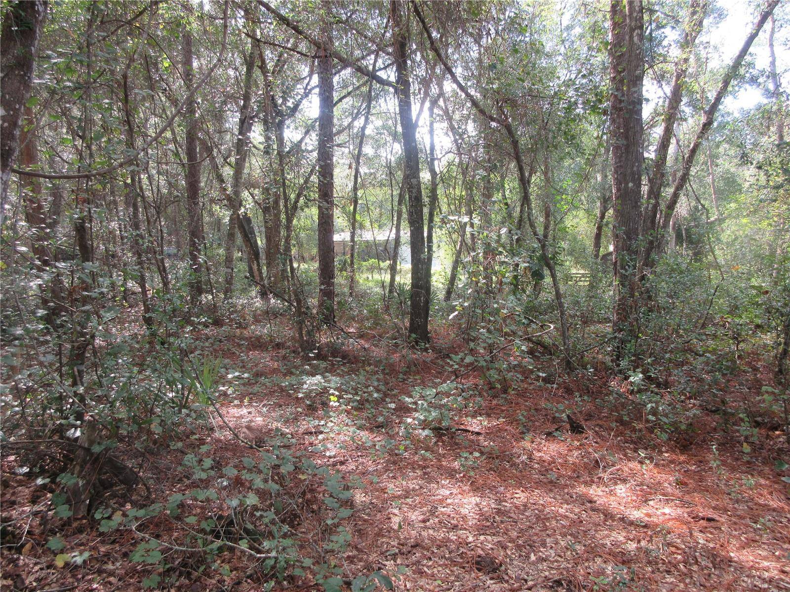 Silver Springs, FL 34488,NE 171ST CT