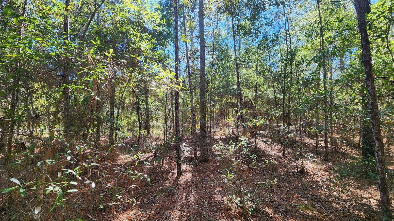 Citrus Springs, FL 34434,9955 N SHERMAN DR