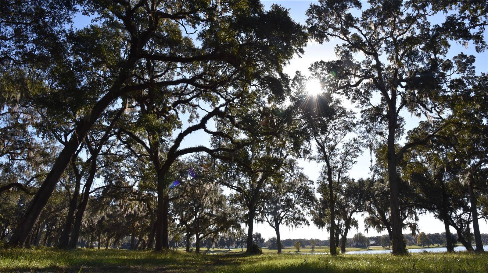 Summerfield, FL 34491,OFF HWY 301