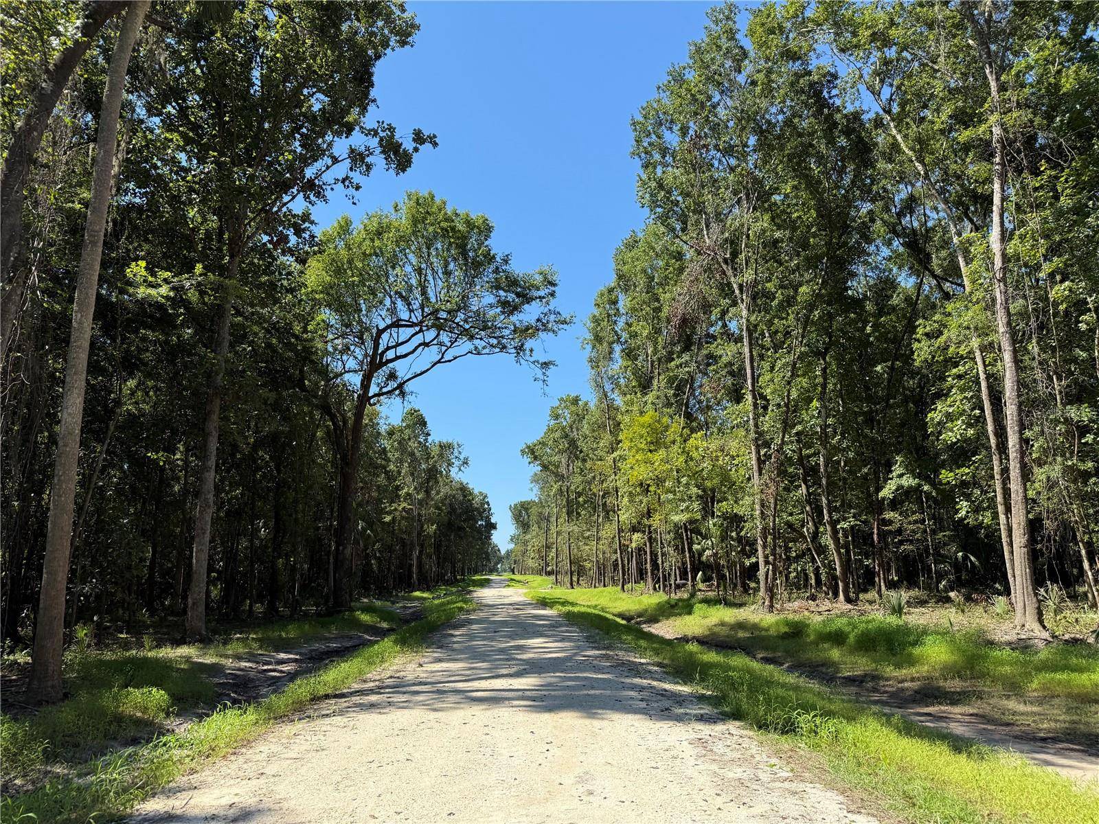 Micanopy, FL 32667,DR #8 (10ac) NW 193RD ST